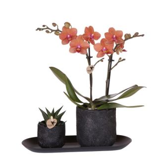 Geschenk-Tipp! Blühende Zimmerpflanzen-Set, Phalaenopsis Orchidee Bolzano Farbe Orange, in Keramiktopf Ø9cm + Sukkulent im Topf, Ø6cm, auf schwarzem Tablett,