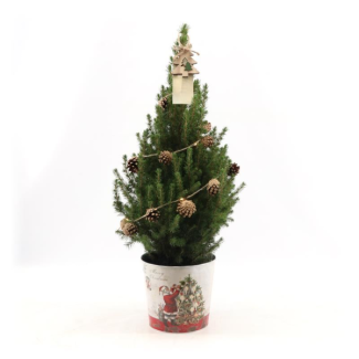 2 Kleine Weihnachtsbäume in Weihnachtsdeko-Topf mit Beleuchtung aus Tannenzapfen - 70 cm - Picea glauca 'Conica' - inklusive Batterien