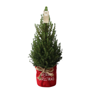 Kleiner Weihnachtsbaum in roter Xmas-Tasche - 70 cm - Weißtanne (Picea glauca 'Conica')