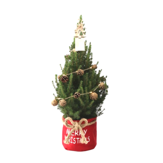 Kleiner Weihnachtsbaum in roter Xmas-Tasche - 70 cm - Picea Glauca Conica - Tannenzapfenbeleuchtung inklusive Batterien