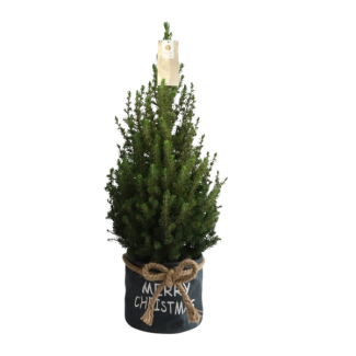 Kleiner Weihnachtsbaum in Weihnachtsbeutel blau - 70 cm - Weißtanne (Picea glauca 'Conica')