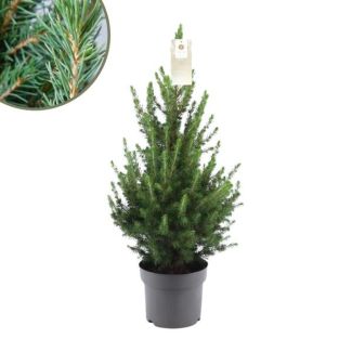 2x Kleine Weihnachtsbäume ca. 70 cm Höhe Topf Ø19 cm - Picea glauca Conica - Fichte