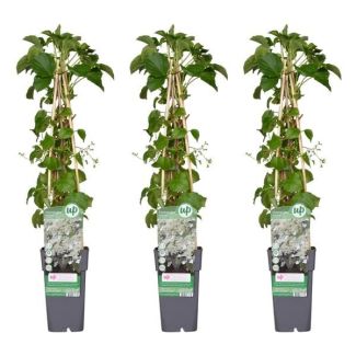 Clematis armandii – Duftende, immergrüne Kletterpflanze mit weißen Blüten 1,3 oder 4 Stück
