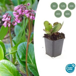 Schoenlappersplant 'Herbstblüte' - Bergenia cordifolia (6 - 60 st.)  - Winterharde bodembedekker