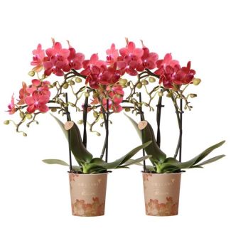 Set von 2 Schmetterlingsorchideen Kongo, Farbe Rot, blühende Zimmerpflanze, Phalaenopsis-Orchideen, Topfgröße 09cm