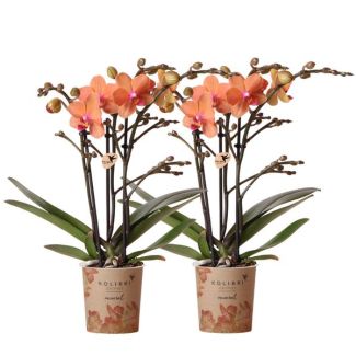 Set von 2 Schmetterlingsorchideen Bolzano, Farbe Orange, blühende Zimmerpflanze, Phalaenopsis-Orchideen, Topfgröße 09 cm