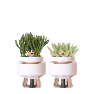 Geschenkset! 2 Sukkulenten in Zierpot, Sukkulente, Zimmerpflanze, Terrassenpflanze, Balkonpflanze, Kolibri Greens | Sukkulenten-Set von 2 Pflanzen in silbernen Le Chic Zierpotten - Keramik Topfgröße Ø9cm