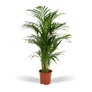 Schmetterlingspalme / Goldpalme Zimmerpflanze, Areca-Palme - Ø19cm - ↕85cm