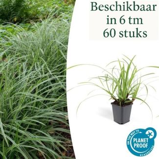 6 bis 60x Japanisches Zittergras, Carex morrowi Ice Dance, einfacher Bodendecker