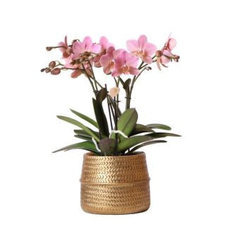 Schöne Rosen-Schmetterlingsorchidee Treviso Ø12cm, in Goldener Groove-Topf, Blühende Zimmerpflanze