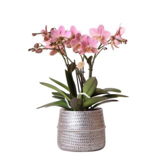 Schöne Rosen-Schmetterlingsorchidee Treviso Ø12cm, im silbernen Groove-Topf, blühende Zimmerpflanze