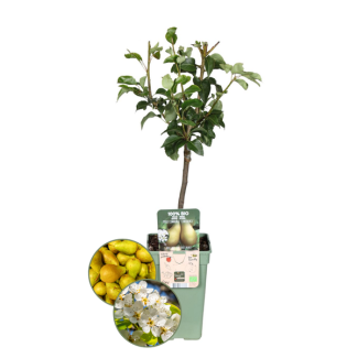 Biologisches Birnenbaum-Set, Pyrus communis, Zwei schmackhafte Birnbäume für deinen Garten, Ø 20 cm - ↨ 60 cm