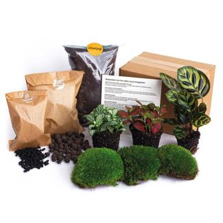 Pflanzen Terrarium Paket - Selbstgemacht - Calathea Makoyana - Nachfüllung & Startpaket