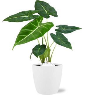 Elefantenohr im Topf Brüssel Farbe Weiß, Tropische Exotische Grüne Pflanze, Alocasia Frydek - Ø12cm - ↕35cm