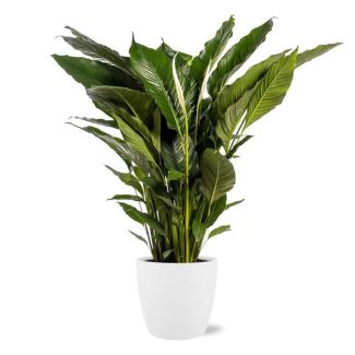 Der Löffelblatt oder Die Friedenslilie, Bekannt für seine Weißen Blüten, Spathiphyllum Sweet Sebastiano - Ø24cm - ↕110cm + Weißer Topf Brüssel D25x23cm
