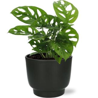 Zimmerpflanze in schwarzem Topf, grüne Zimmerpflanze, tropisch, Monstera Deliciosa - Ø12cm - ↕30cm