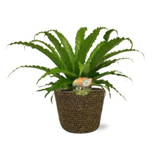 Schwertfarn Osaka - Ø17cm - ↕40cm + Selin Topf D18x16cm - Schwarz