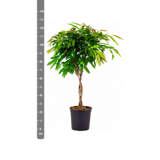 Ficus Amstel King auf geflochtenem Stamm - 130cm