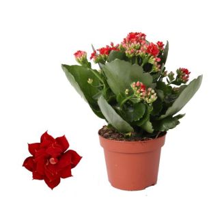4 Stück Kalanchoe, Farbe Rot, Sukkulente, Kalanchoe Rosalina Don Justino Rot - Ø12cm - ↕25cm