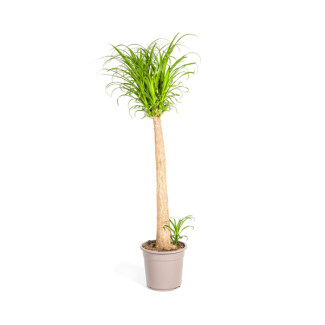 Elefantenfuß, Zimmerpflanze auf Stamm, pflegeleicht, tropische Ausstrahlung, Beaucarnea recurvata Stamm Ø27cm - ↕120cm