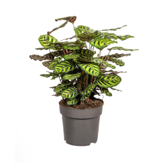 Pfauenpflanze, Ovales Hellgrünes Blatt mit Flecken, Calathea Makoyana Ø27cm - ↕70cm
