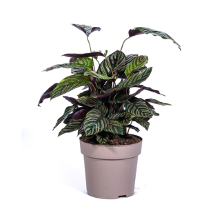 Samtblatt, Tropische Zimmerpflanze, Calathea Ornata Sanderiana Ø27cm - ↕70cm
