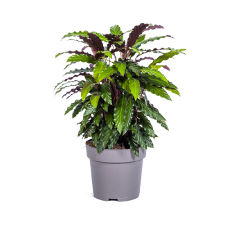 Samtblatt, Tropische Zimmerpflanze, Calathea Rufibarba Ø27cm - ↕70cm