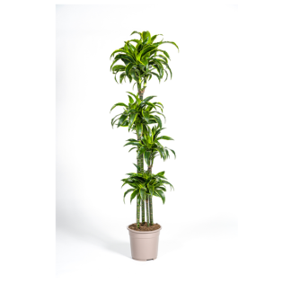 Goldpalme, Drachenblutbaum, Tropische, Grüne Zimmerpflanze, Dunkelgrünes Blatt mit hellgelbem Rand, Dracaena Deremensis Dorado Ø27cm - ↕180cm