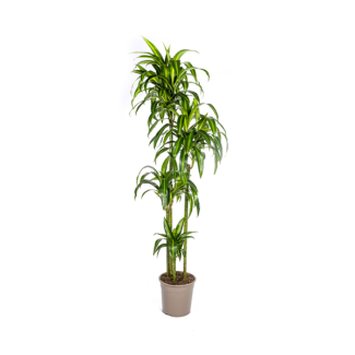 Goldpalme, Drachenblutbaum, Tropische, Grüne Zimmerpflanze, Mix aus Gelb/Grün Schmalen Blättern, Dracaena deremensis Hawaiian Sunshine Ø27cm - ↕180cm