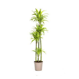 Goldpalme, Drachenblutbaum, Tropische, Grüne Zimmerpflanze, Grün Gestreiftes Schlankes Blatt mit Auffälligem Limettengrünen Rand, Dracaena deremensis Lemon Lime Ø27cm - ↕180cm