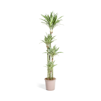Goldpalme, Drachenblutbaum, Tropische, Grüne Zimmerpflanze, Grünes Blatt mit Weißem Streifen, Dracaena deremensis White Stripe Ø27cm - ↕180cm
