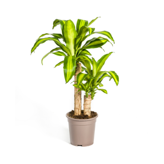 Goldpalme, Drachenblutbaum, Tropische, Grüne Zimmerpflanze, Grünes Blatt mit gelbgrüner Rand, Dracaena Fragrans Massangeana Karussell Ø19cm - ↕80cm