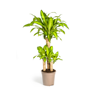 Goldpalme, Drachenblutbaum, Tropische, Grüne Zimmerpflanze, Grünes Blatt mit gelbgrünem Rand, Dracaena Fragrans Massangeana Karussell Ø21cm - ↕100cm