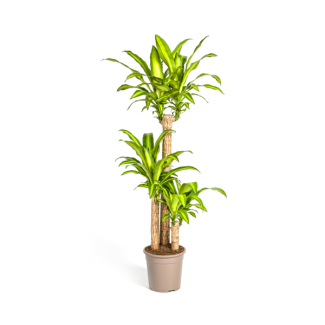 Goldpalme, Drachenblutbaum, Tropische, Grüne Zimmerpflanze, Grünes Blatt mit gelbgrüner Rand, Dracaena Fragrans Massangeana Karussell Ø24cm - ↕140cm