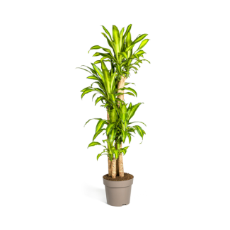 Goldpalme, Drachenblutbaum, Tropische, Grüne Zimmerpflanze, Grünes Blatt mit gelbgrüner Rand, Dracaena Fragrans Massangeana Karussell Ø30cm - ↕180cm