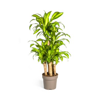 Goldpalme, Drachenblutbaum, Tropische, Grüne Zimmerpflanze, Dracaena Fragrans Massangeana Karussell Ø30cm - ↕140cm