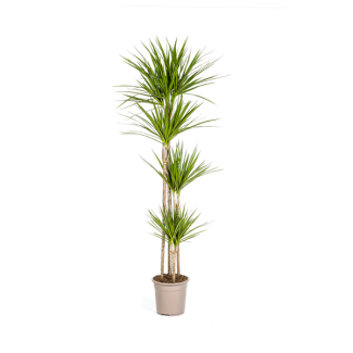 Drachenbaum, Drachenblutbaum, Lange schmale grüne Blätter, Zimmerpflanze, Dracaena Marginata Magenta Ø27cm - ↕180cm