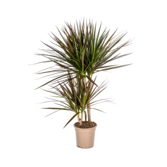 Drachenbaum, Drachenblutbaum, Lange Schmale Blätter mit Roter Rand, Zimmerpflanze, Dracaena Marginata Magenta Ø17cm - ↕60cm