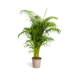 Areca-Palme, tropisch, grüne Zimmerpflanze, Boho-Stil, Dypsis lutescens Ø27cm - ↕180cm