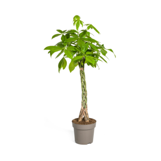 Der Geldbaum oder Wasserkakao, Grüne Pflanze, Symbolik von Glück und Wohlstand, Pachira Aquatica Ø27cm - ↕140-150cm
