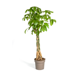 Geldbaum oder Wasser-Kakao, Grüne Pflanze, Symbolik von Glück und Wohlstand, Pachira Aquatica Ø30cm - ↕170-180cm