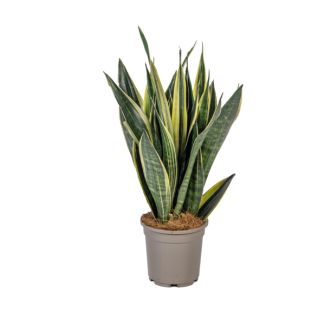 Schwiegermutterzunge, Sansevieria trifasciata Canary Ø17cm - ↕50-55cm