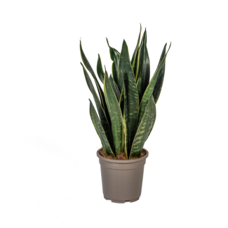 Schwiegermutterzunge, Sansevieria Black Superba Ø17cm - ↕50-55cm