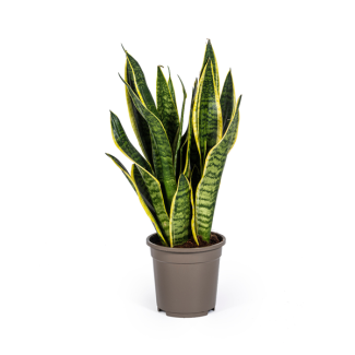Schwiegermutterzunge, Sansevieria trifasciata Futura Superba Ø17cm - ↕50-55cm