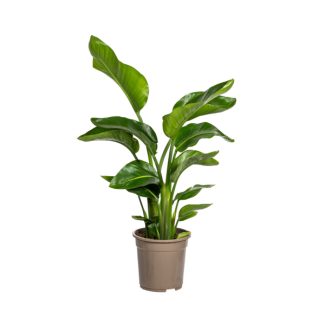 Weiße Paradiesvogelblume, Tropische Stimmungen, Grüne Zimmerpflanze, Strelitzia Nicolai Ø21cm - ↕ 65-70 cm