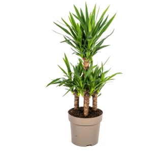 Palmlilie, Pflegeleichte Grüne Pflanze, Tropische Sphären, Yucca Elephantipes Ø30cm - ↕90-100cm