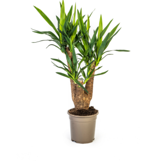 Palmlilie, Pflegeleichte Grüne Pflanze, Tropische Sphären, Yucca Elephantipes Ø21cm - ↕60-65cm