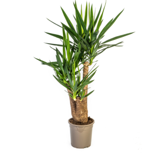Palmlilie, Pflegeleichte Grüne Pflanze, Tropische Sphären, Yucca Elephantipes Ø24cm - ↕90-100cm