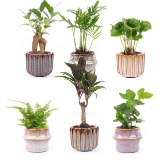 Set von 6 Mini-Pflanzen inklusive Topfset Barcelona Ø7cm - ↕15cm hoch