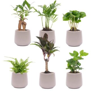 Set von 6 Mini-Pflanzen in Töpfen Joey grau Ø7cm - ↕15cm hoch